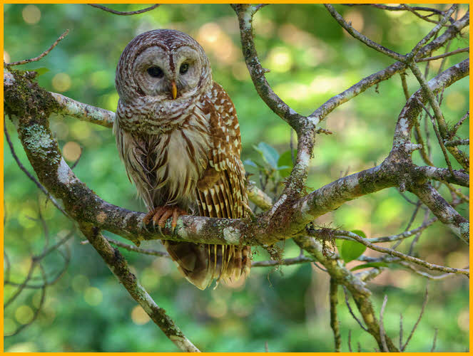 Light<BR>Barred Owl