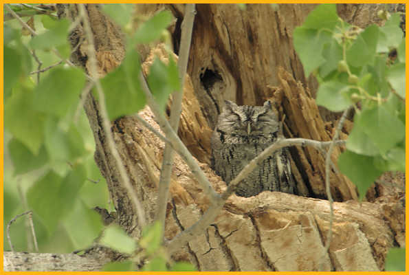 Mexican<BR>Eastern Screech-Owl