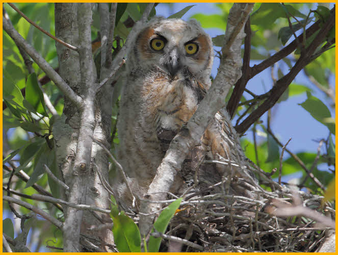 Great Horned Owl Fledgling