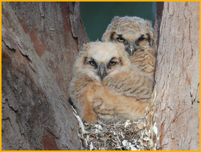 Great Horned Owl Chicks