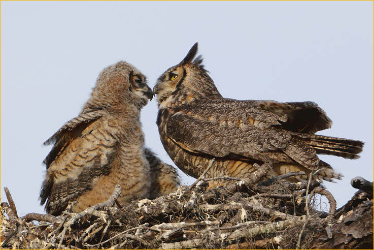Eastern Great Horned  Owl<BR> and Chick