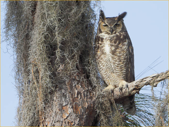 Eastern Great Horned  Owl