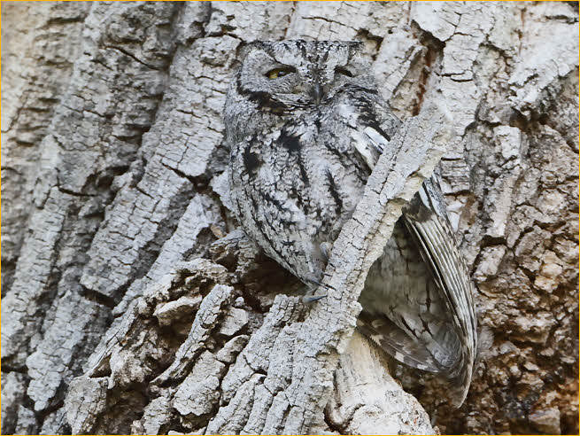 Great Plains<BR>Western Screech-Owl