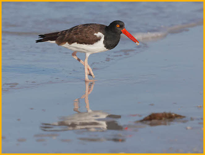 Atlantic<BR>American Oystercatcher