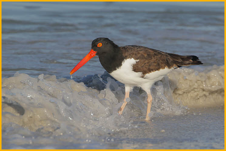 American Oystercatcher