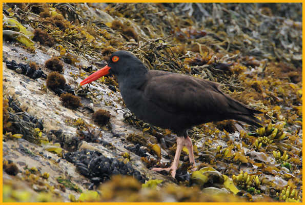 Black Oystercatcher