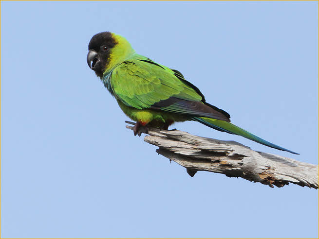 Black-hooded (Nanday) Parakeet