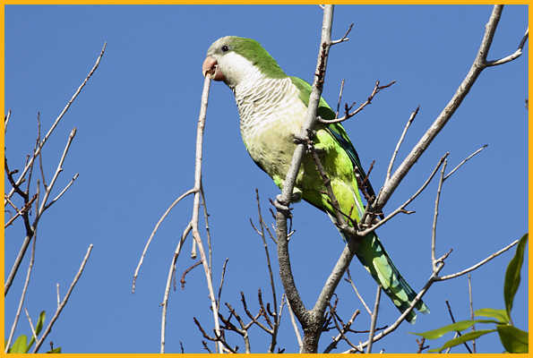 Monk Parakeet