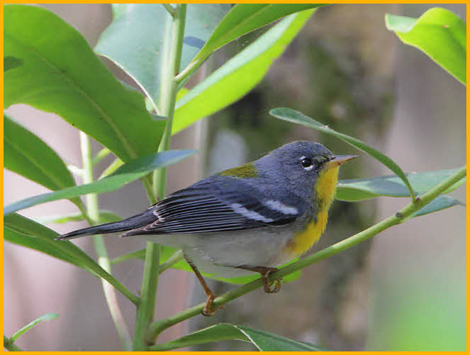 Female<BR>northern Parula