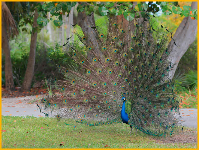 Indian Peafowl