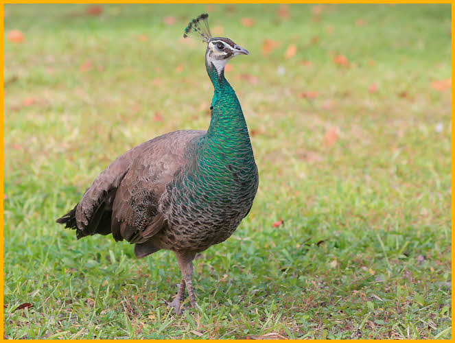 Female<BR>Indian Peafowl