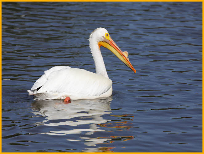 American White Pelican