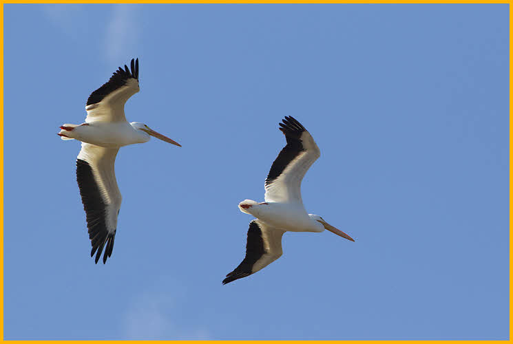 Nonbreeding<BR>American White Pelicans