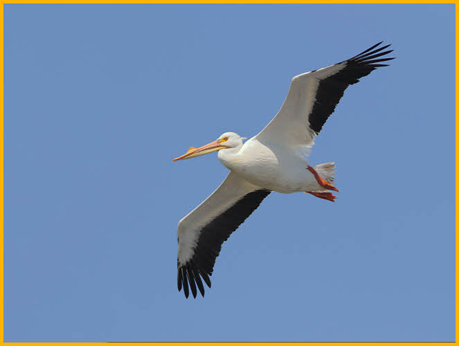 American White Pelican