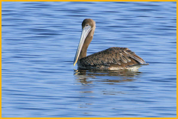 Juvenile Pacific <BR>Brown Pelican