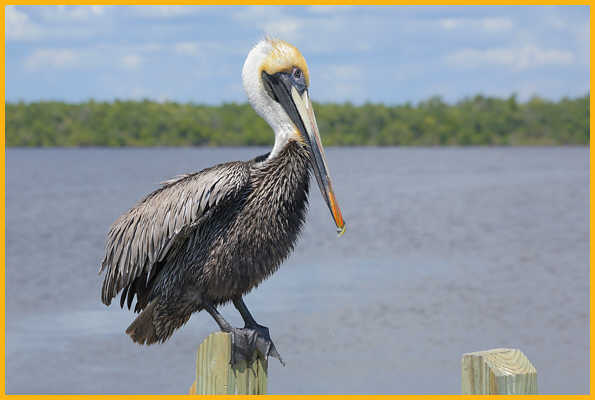 Atlantic <BR>Brown Pelican
