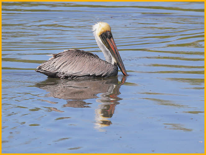 Atlantic<BR>Brown Pelican