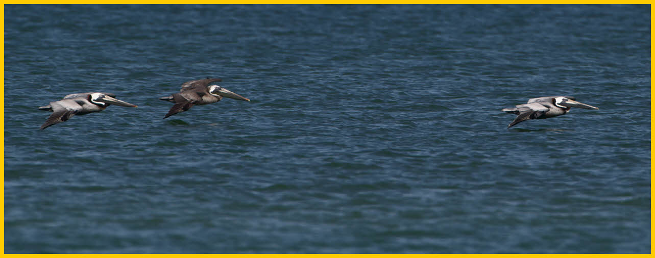 Atlantic<BR>Brown Pelicans