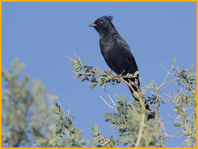Phainopepla