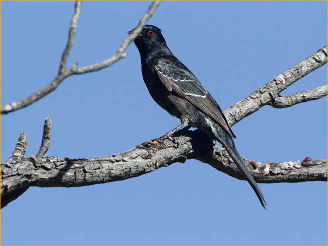 First Year<BR>Phainopepla