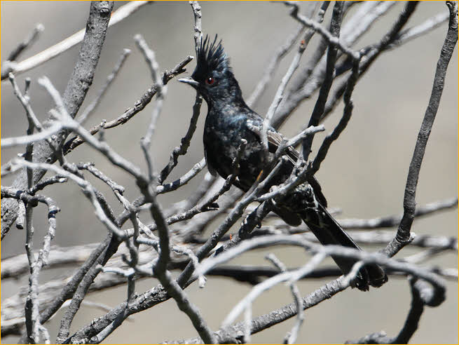 Juvenile<BR>Phainopepla