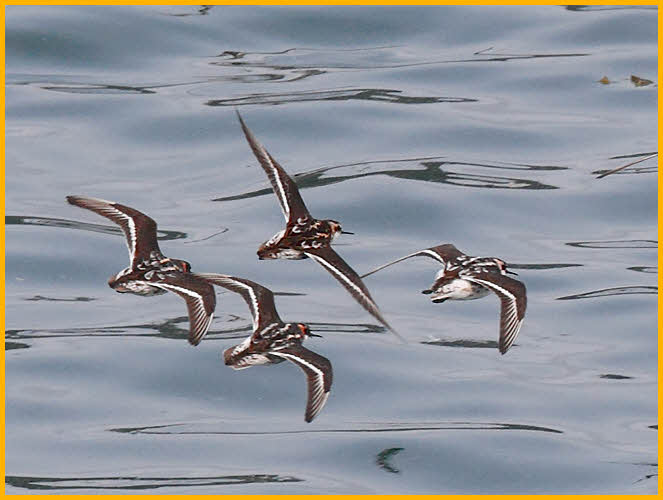 Red-necked Phalaropes