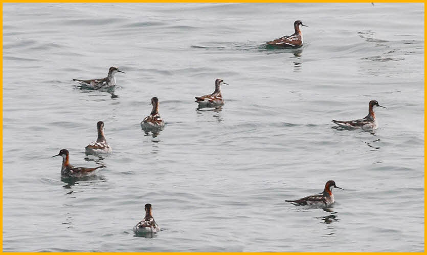 Red-necked Phalaropes