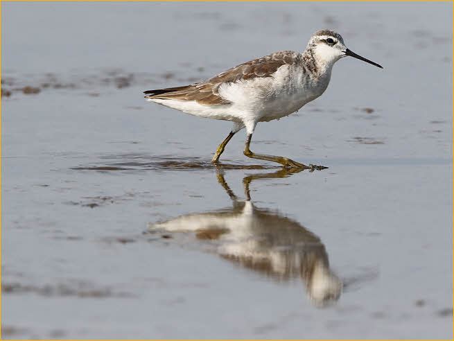 Nonbreeding<BR>Wilson's Phalarope