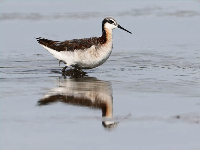Female<BR>Wilson's Phalarope