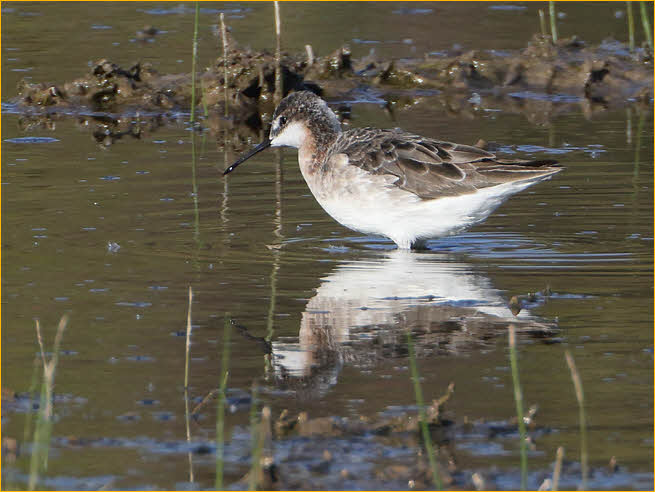 Wilson's Phalarope