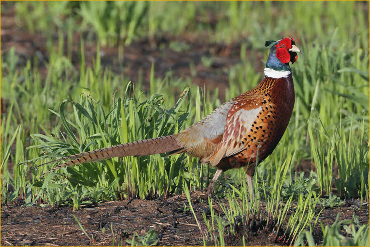 Ring-necked Pheasant