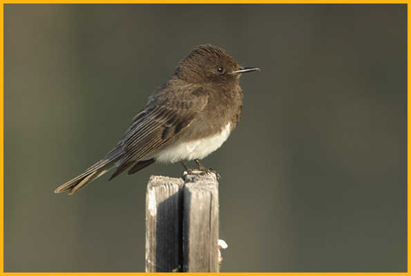 Light Brown <BR>Black Phoebe