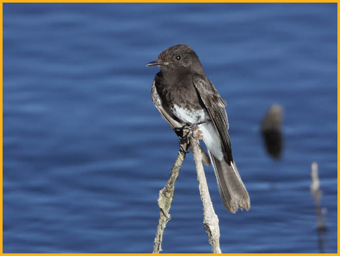 Black Phoebe