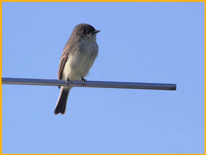Juvenile<BR>Eastern Phoebe