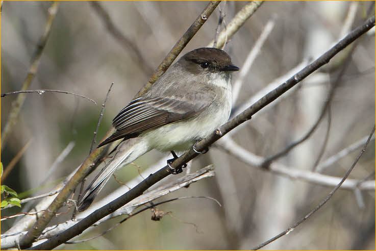 Eastern Phoebe