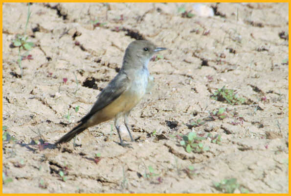 Juvenile <BR>Say's Phoebe