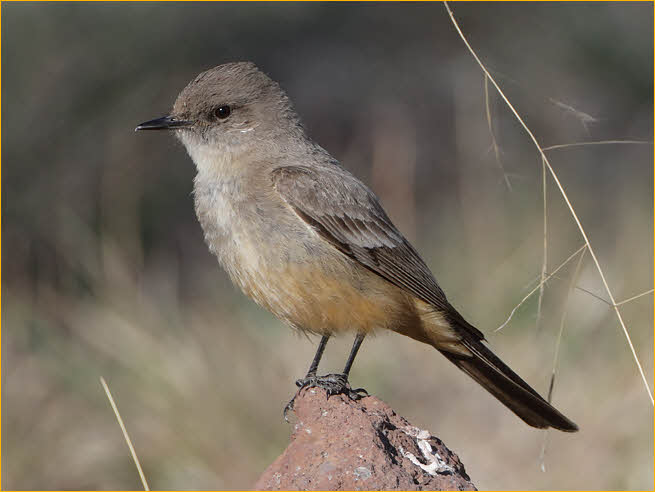 Say's Phoebe