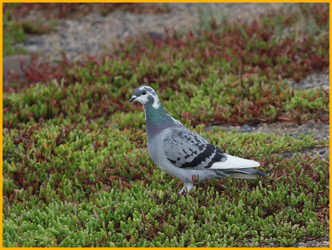 Rock Pigeon