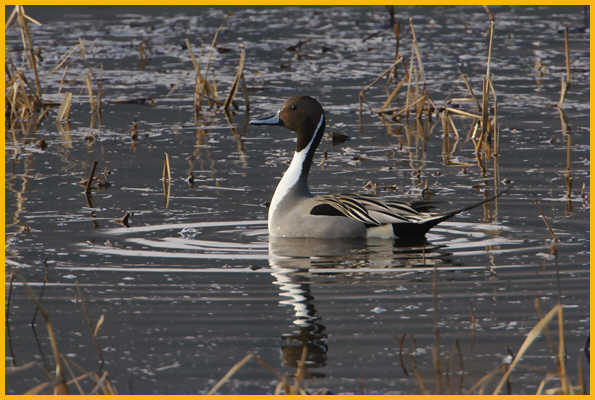 Northern Pintail