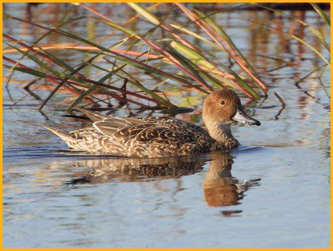 Female Northern Pintail