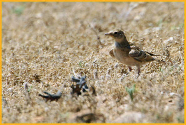 Sprauge's Pipit