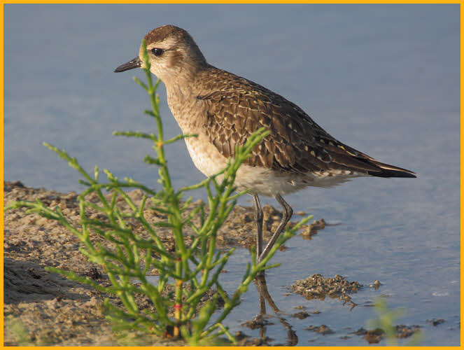Nonbreeding<BR>American Golden-Plover