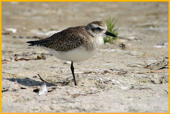 Juvenile <BR>Black-bellied Plover