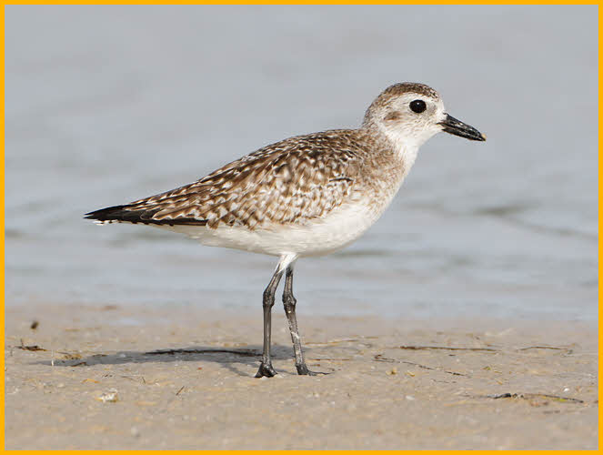 Nonbreeding<BR>Black-bellied Plover