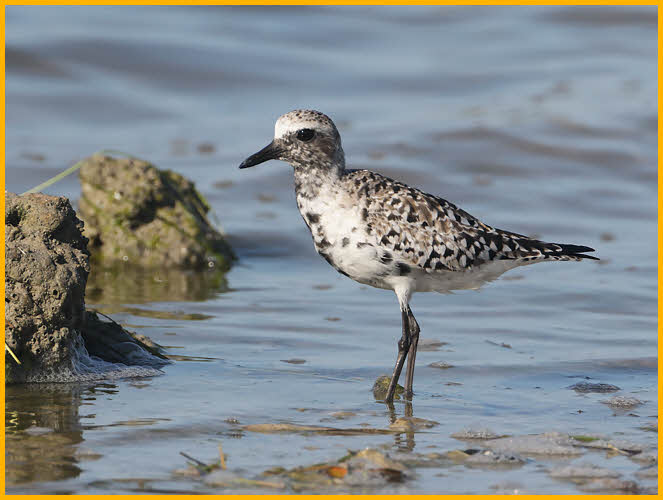 Transition<BR>Black-bellied Plover