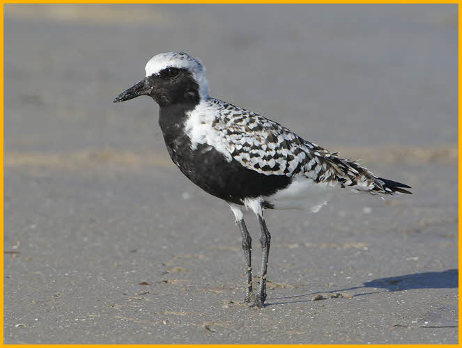 Black-bellied Plover