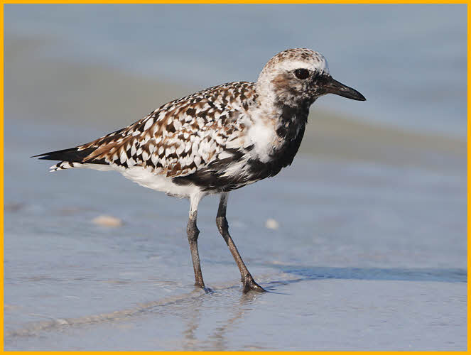 Female<BR>Black-bellied Plover
