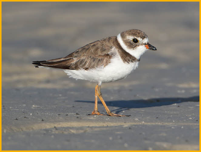 Piping Plover