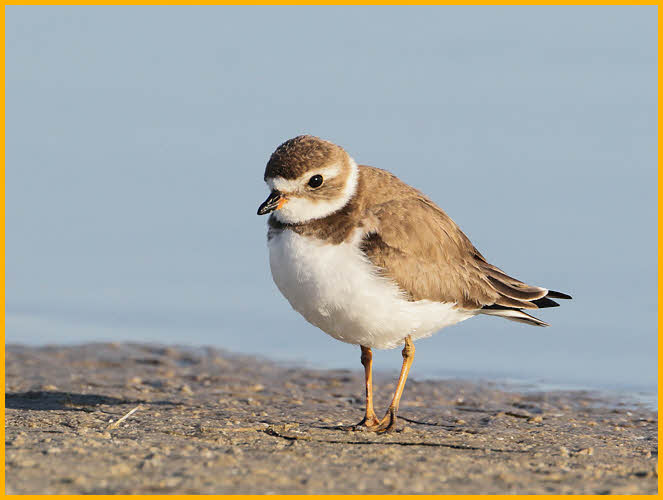 Nonbreeding<BR>Semipalmated Plover