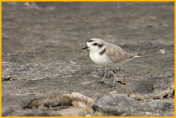 Snowy Plover